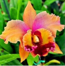 Seeds tangerine orange for sale  Goldsboro