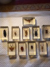 Taxidermy genuine insects for sale  DOVER