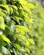 Carpinus betulus heckenpflanze gebraucht kaufen  Eslohe (Sauerland)