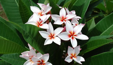 Sale1678 frangipani musk gebraucht kaufen  Dettingen an der Erms