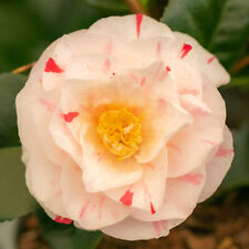 Camellia contessa lavinia for sale  YORK
