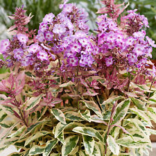 Phlox olympus plants for sale  UK