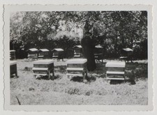 Ruches curé jardin d'occasion  Rouen-