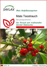 Saflax mate teestrauch gebraucht kaufen  Münster