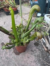 darlingtonia for sale darlingtonia for sale LICHFIELD