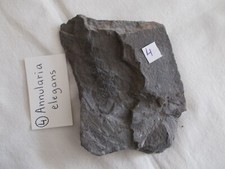 Fossile.plante carbonifere.ann d'occasion  Sainte-Maxime