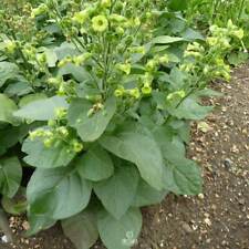 Tytoń Shag Sacred Cornplanter 300+ SZTUK świeże nasiona, nasiona Nicotiana tabacum na sprzedaż  PL