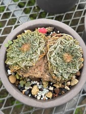ariocarpus for sale ariocarpus for sale Somerdale