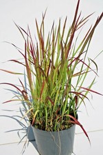 Imperata cylindrica red usato  Caravaggio