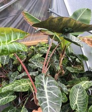 Alocasia pink dragon for sale  BECCLES