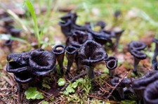 Black chanterelle trumpet for sale  Bradenton