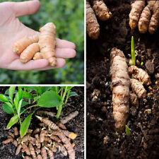100 fresh turmeric d'occasion  Expédié en Belgium
