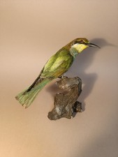 Taxidermy cabinet curiosites usato  Roma