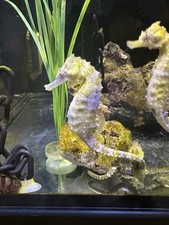 Erectus seahorses marine for sale  CLACTON-ON-SEA