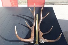 Bois cerf cors d'occasion  Laon