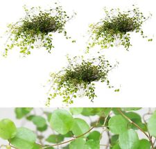 Maidenhair vine plant for sale  GLASGOW