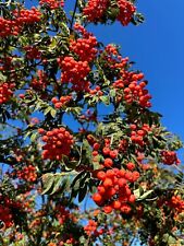 Sorbus aucuparia edulis gebraucht kaufen  Dillingen a.d.Donau