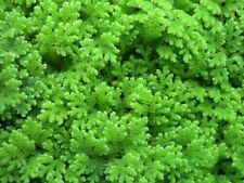 Schwimmfarn wasserpflanzen aqu gebraucht kaufen  Kaiserslautern