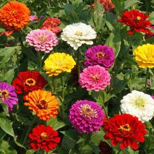 750 zinnia california for sale  Berwyn