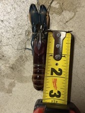 Juvenile pulcher crayfish for sale  Escondido