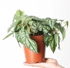 Houseplant piper sylvaticum for sale  Danielson