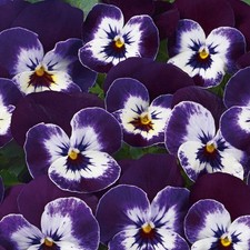 Viola twix purple for sale  LLANDYSUL