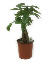 Flowerpotnursery lucky money for sale  Loranger