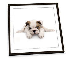 Cute british bulldog for sale  UK