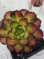 Aeonium aquaman variegated for sale  LONDON