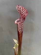 Sarracenia pink leucophylla for sale  Indian Trail