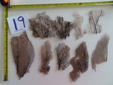 Pieces natural sea for sale  Union Grove