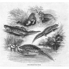 British water newts for sale  GLASGOW