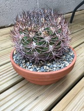 Gynocalycium cactus plant for sale  COLWYN BAY