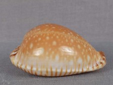 Seashell cypraea guttata d'occasion  Expédié en Belgium