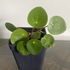 Pilea peperomiodes chinese for sale  Cleveland