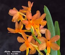 Ascocentrum miniatum orchid for sale  Grafton
