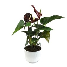 Chocolate flamingo flower for sale  San Jose