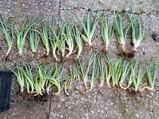 Aloe piante pronte usato  Roma