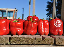Paprika king the usato  Spedire a Italy