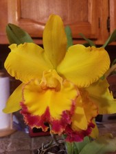 Rlc. shinfong gold for sale  Trenton