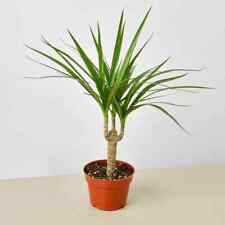 Seeds dracaena marginata for sale  Spring City