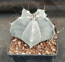 Astrophytum hybrid cv.curly usato  Massafra