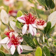 Pineapple guava seeds for sale  Spring City