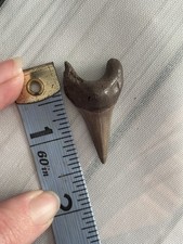 Parotodus benedeni false for sale  Murfreesboro