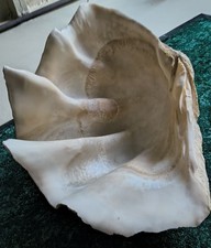 Huge natural clamshell for sale  Corning