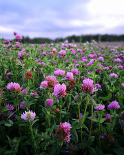 Clover medium red for sale  Stockton