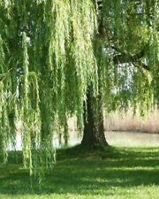 Salice piangente salix usato  Valmacca