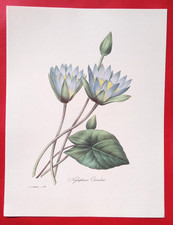 Lithographie fleurs nymphea d'occasion Lithographie fleurs nymphea d'occasion  Beaumont-du-Périgord