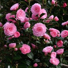 camellia for sale camellia for sale KING'S LYNN