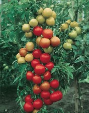 Tomato plants moneymaker for sale  DONCASTER